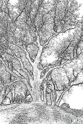 oak Printable Coloring Nplooj Ntawv